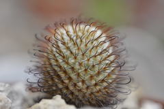 Mammillaria perezdelarosae