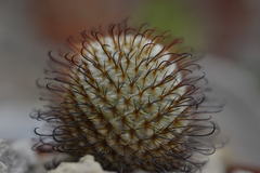 Mammillaria perezdelarosae