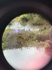 Numenius phaeopus hudsonicus