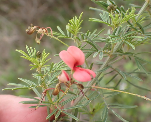 Image of Indigofera verrucosa by (c) Nicola van Berkel, some rights reserved (CC BY-SA)