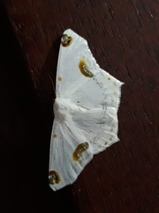Sericoptera