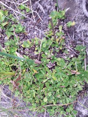 Osmitopsis dentata