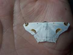 Sericoptera