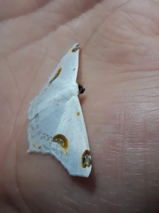 Sericoptera