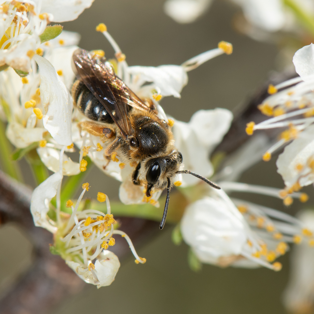 Orange-legged Miner Bee