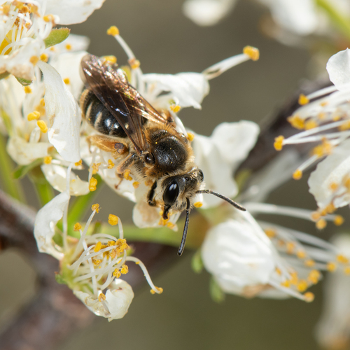 How to identify Andrena hippotes Robertson, 1895