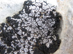 Placopyrenium caeruleopulvinum