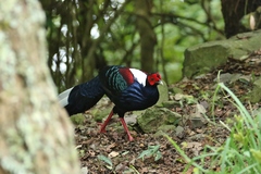 Swinhoe's Pheasant photo 2
