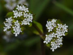 Valerianella carinata