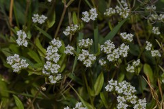 Valerianella carinata