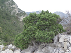 Pinus remota
