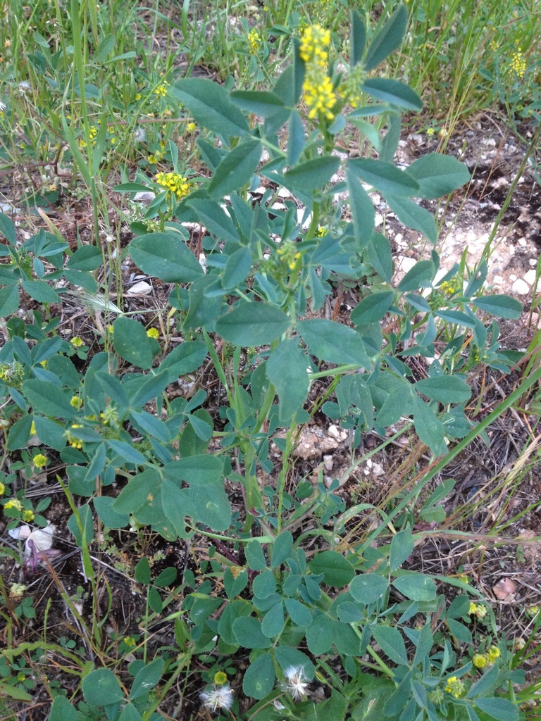 Trigonella hierosolymitana