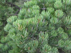 Pinus remota