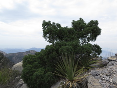Pinus remota