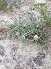Eriogonum pauciflorum