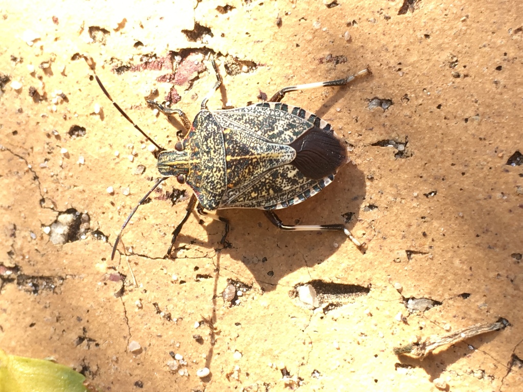 Halyomorpha viridescens