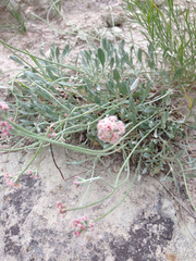 Eriogonum pauciflorum