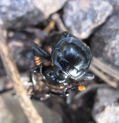 Nicrophorus humator