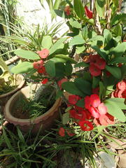 Euphorbia × lomi