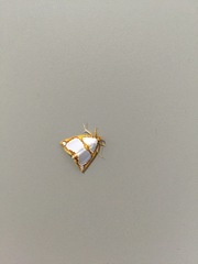 Titulcia confictella