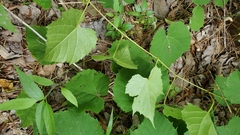 Vitis rotundifolia