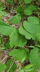 Vitis rotundifolia