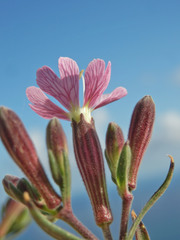 Silene hicesiae