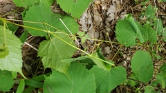 Vitis rotundifolia
