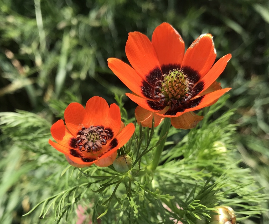 Pheasant's eye