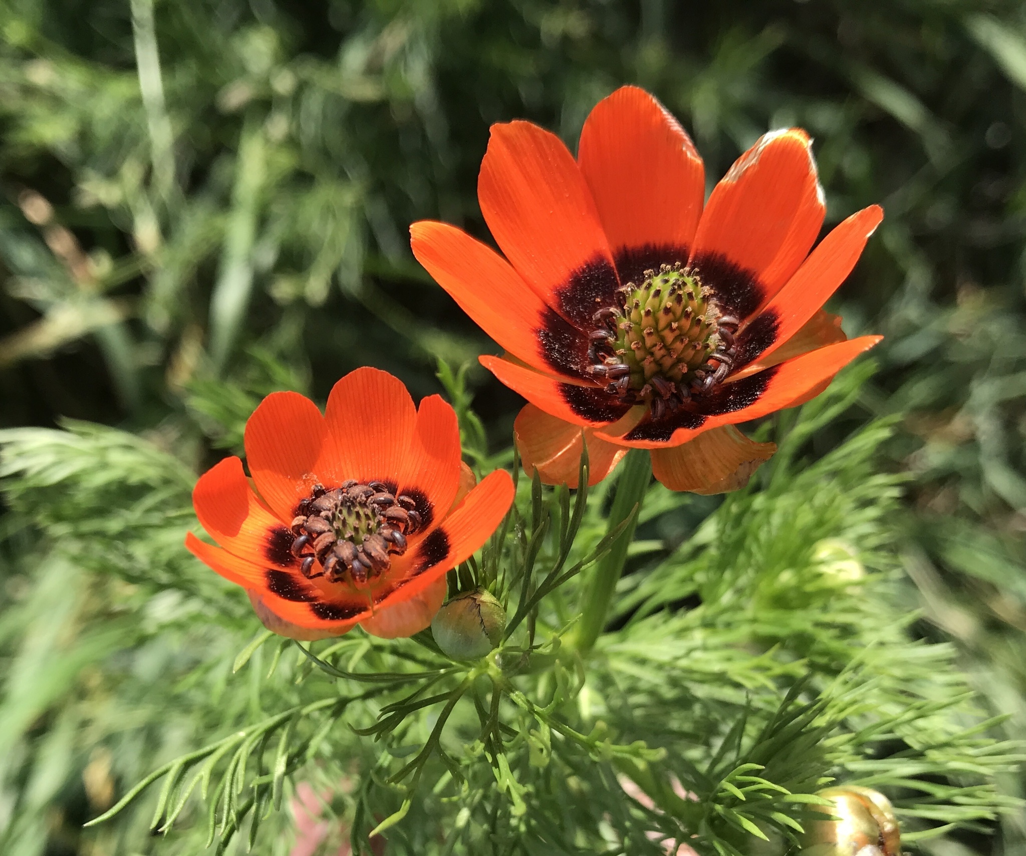 Adonis aestivalis