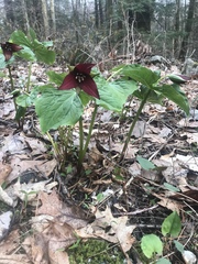 Trillium erectum erectum