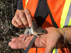 Peromyscus californicus