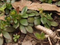 Echeveria bicolor