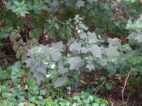 Image of Pavonia columella by (c) Shaun Swanepoel, some rights reserved (CC BY)