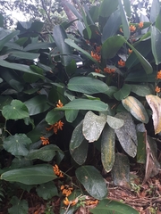 Stromanthe stromanthoides