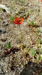 Papaver argemone