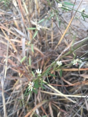 Metastelma lanceolatum