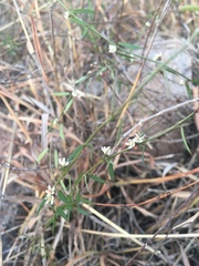 Metastelma lanceolatum