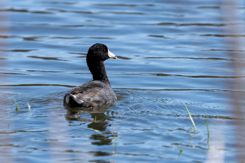 American Coot photographed in Iowa