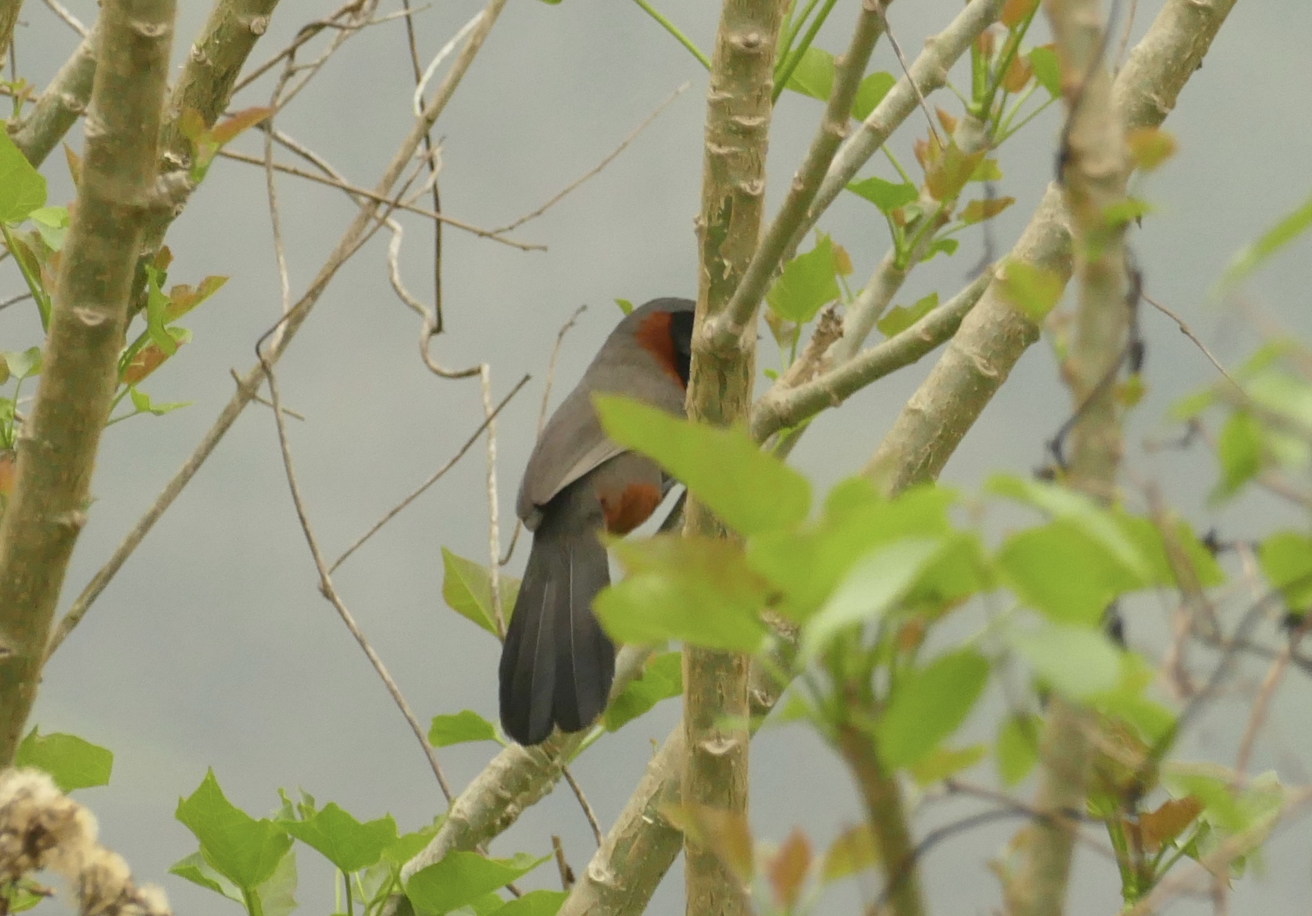 Rufous-necked Laughingthrush