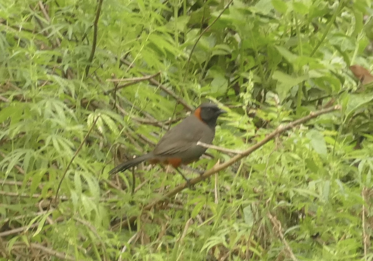 Rufous-necked Laughingthrush
