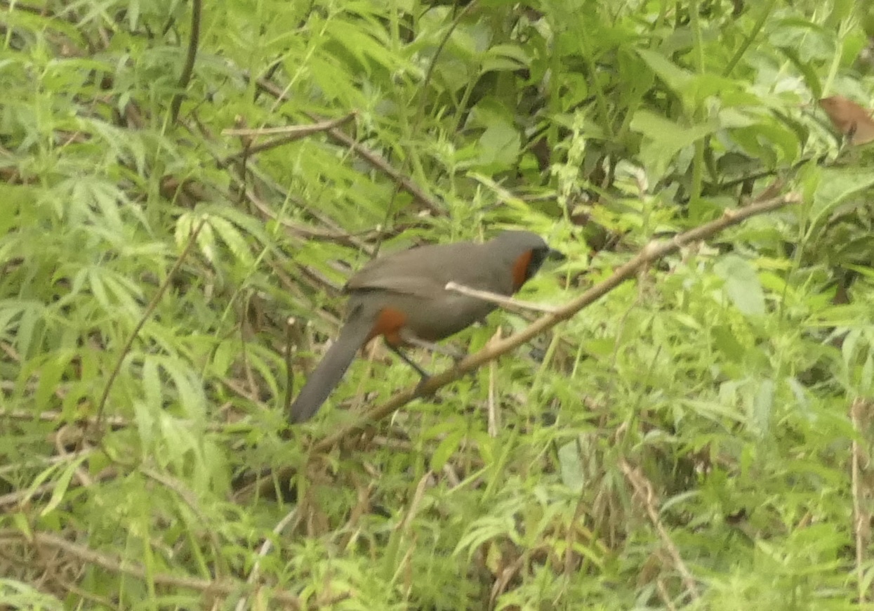 Rufous-necked Laughingthrush