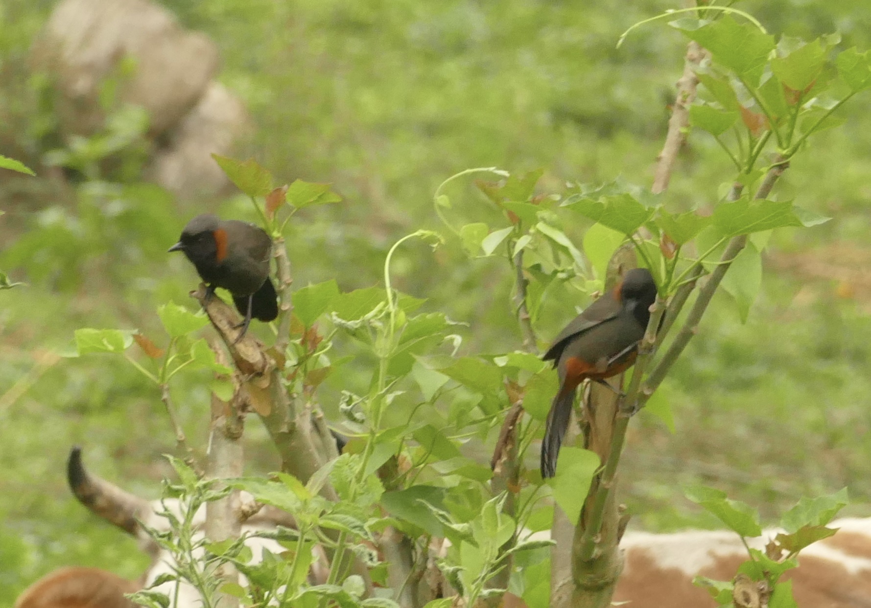 Rufous-necked Laughingthrush