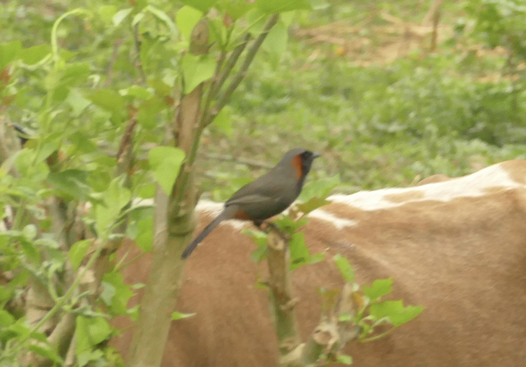 Rufous-necked Laughingthrush