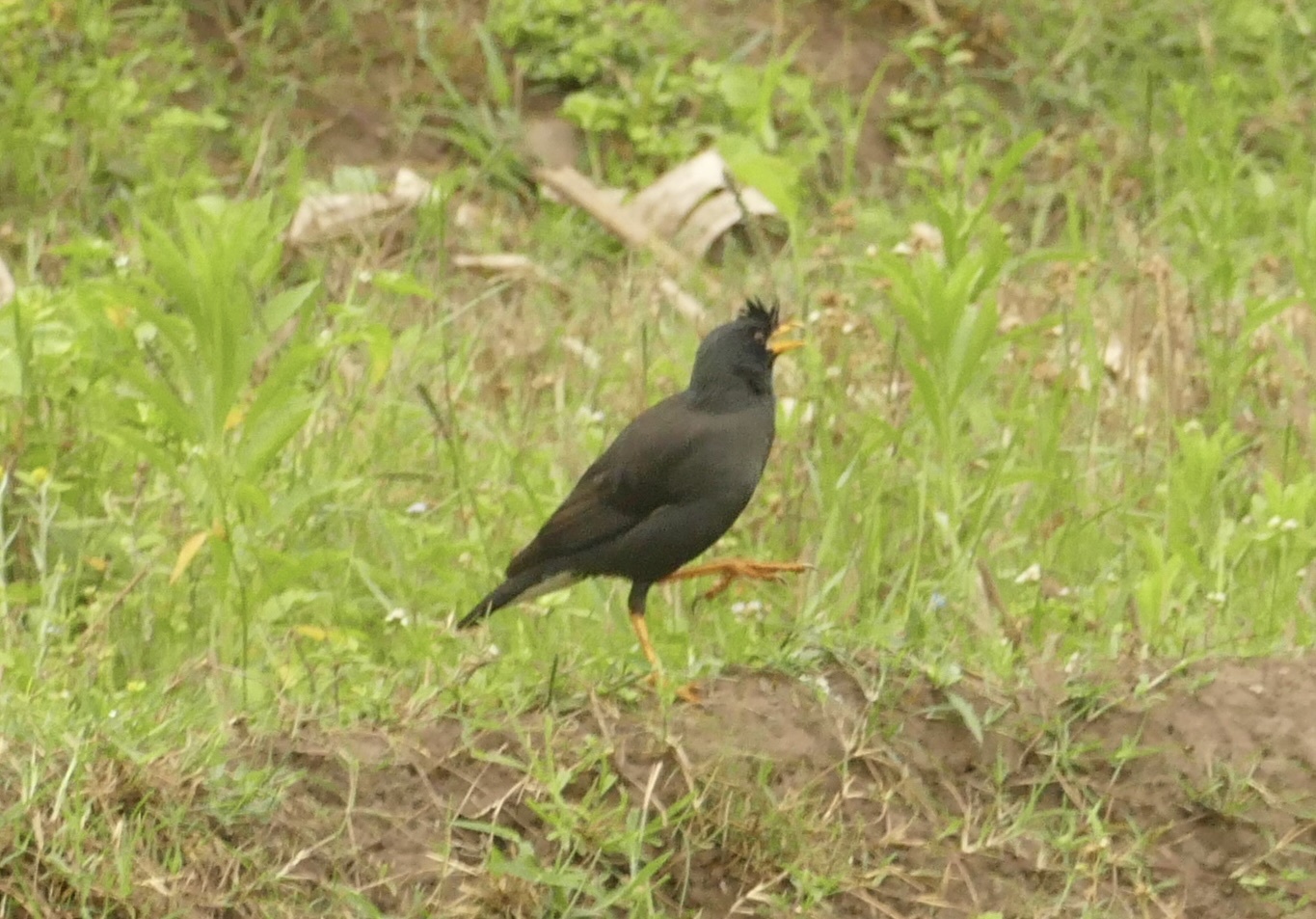 Great Myna