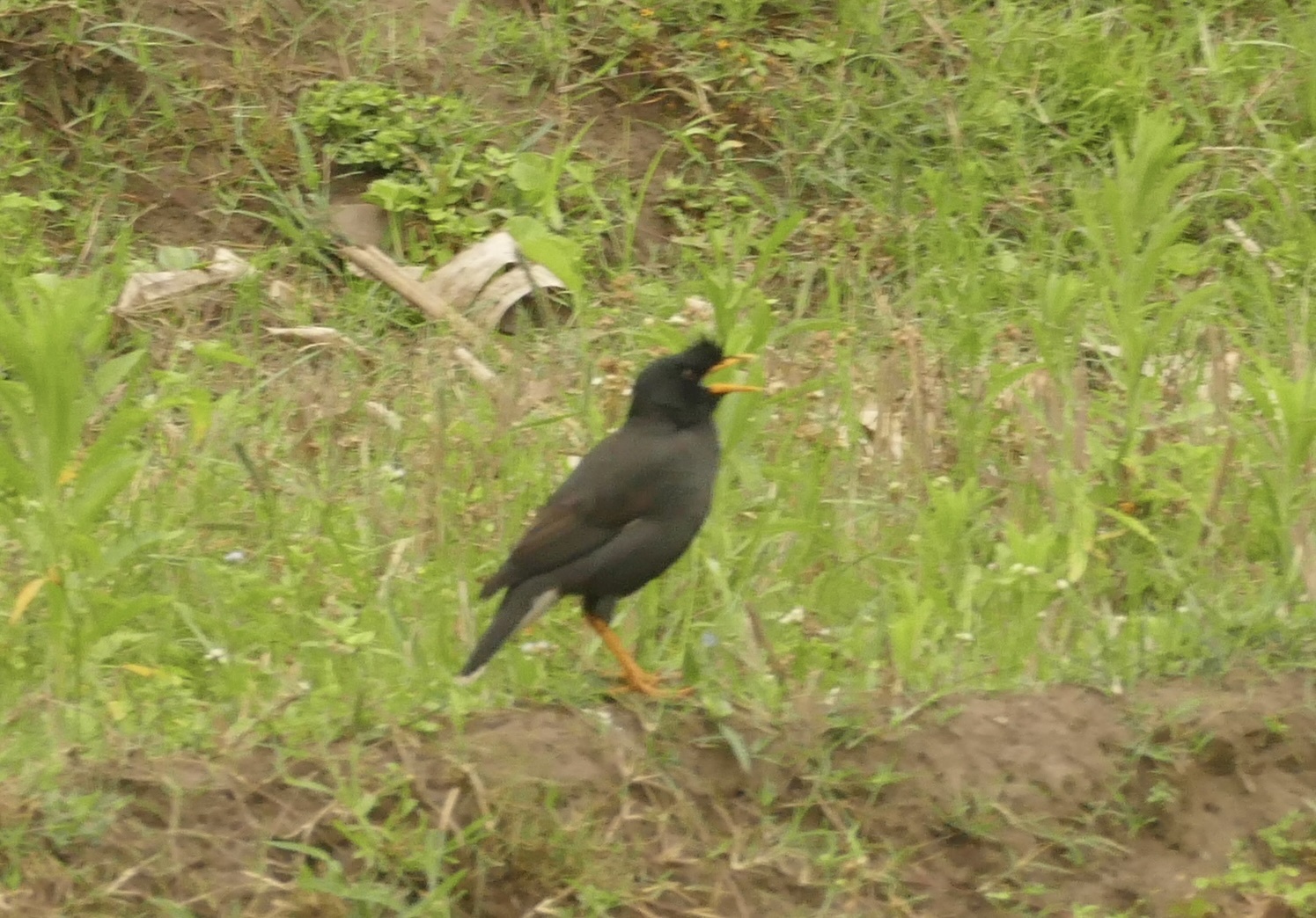 Great Myna
