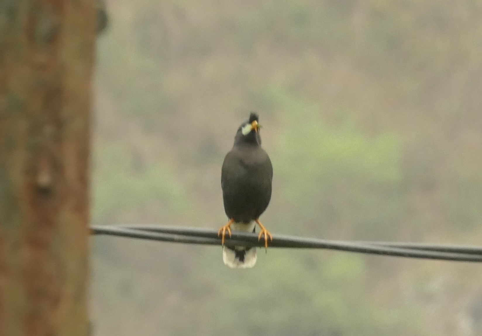 Great Myna