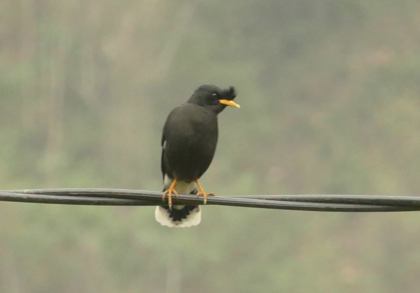 Great Myna