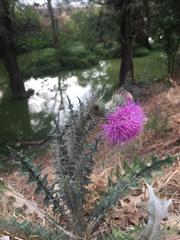 Cirsium rhaphilepis