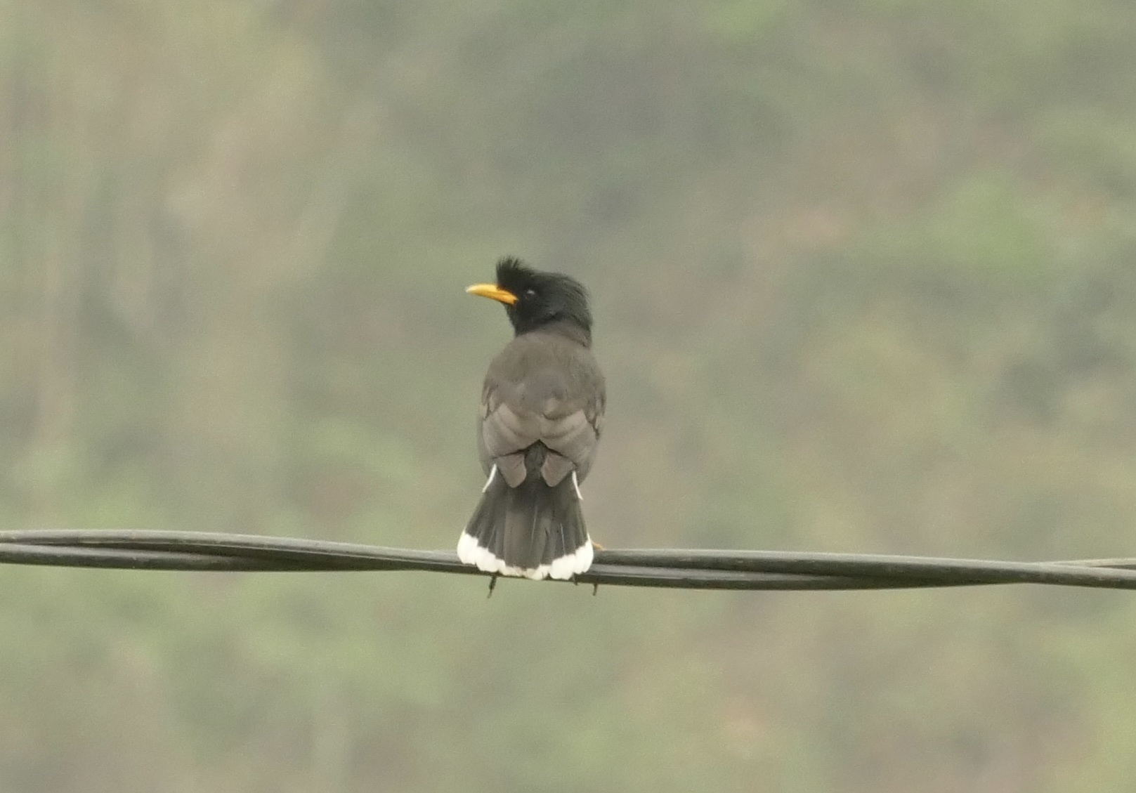 Great Myna